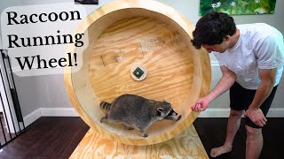 Building My Raccoons a Massive Running Wheel!