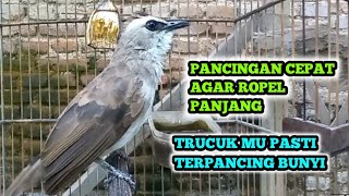 trucukan gacor ROPEL PANJANG NARUNG untuk Pancingan AGAR menjadikan TRUCUKAN LAIN IKUT NYAUT ROPEL