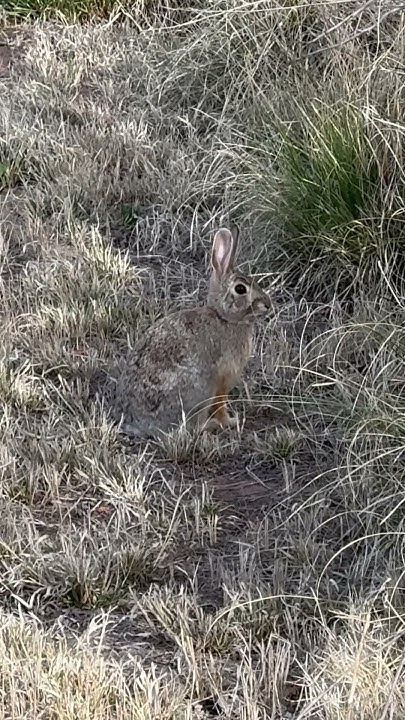 Cottontail bunny, rabbit genus of mammals #Mammals #rabbitsfamilia #