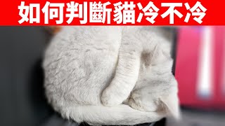 如何判斷貓咪冷不冷看這几种姿勢就知道了【貓咪行為學EP22】