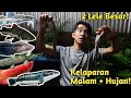 Live! Kasih makan ikan monster pake lele saat malem & hujan