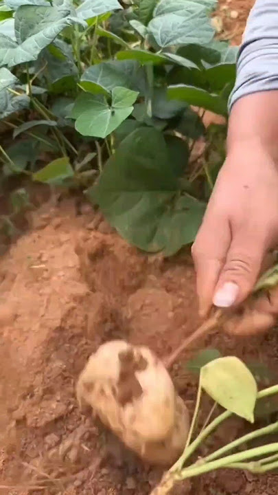 Fakta unik tanaman bengkoang