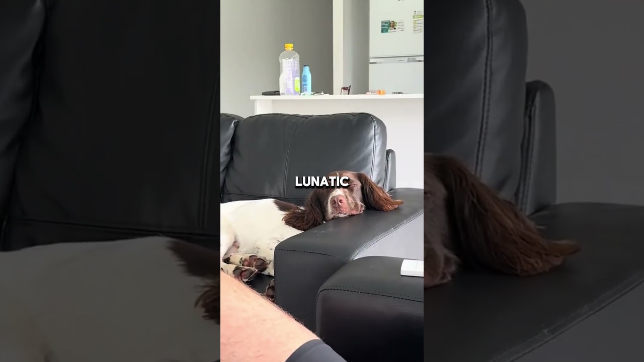 Meet the Springer Spaniel! 