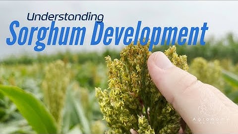 Understanding Sorghum Development