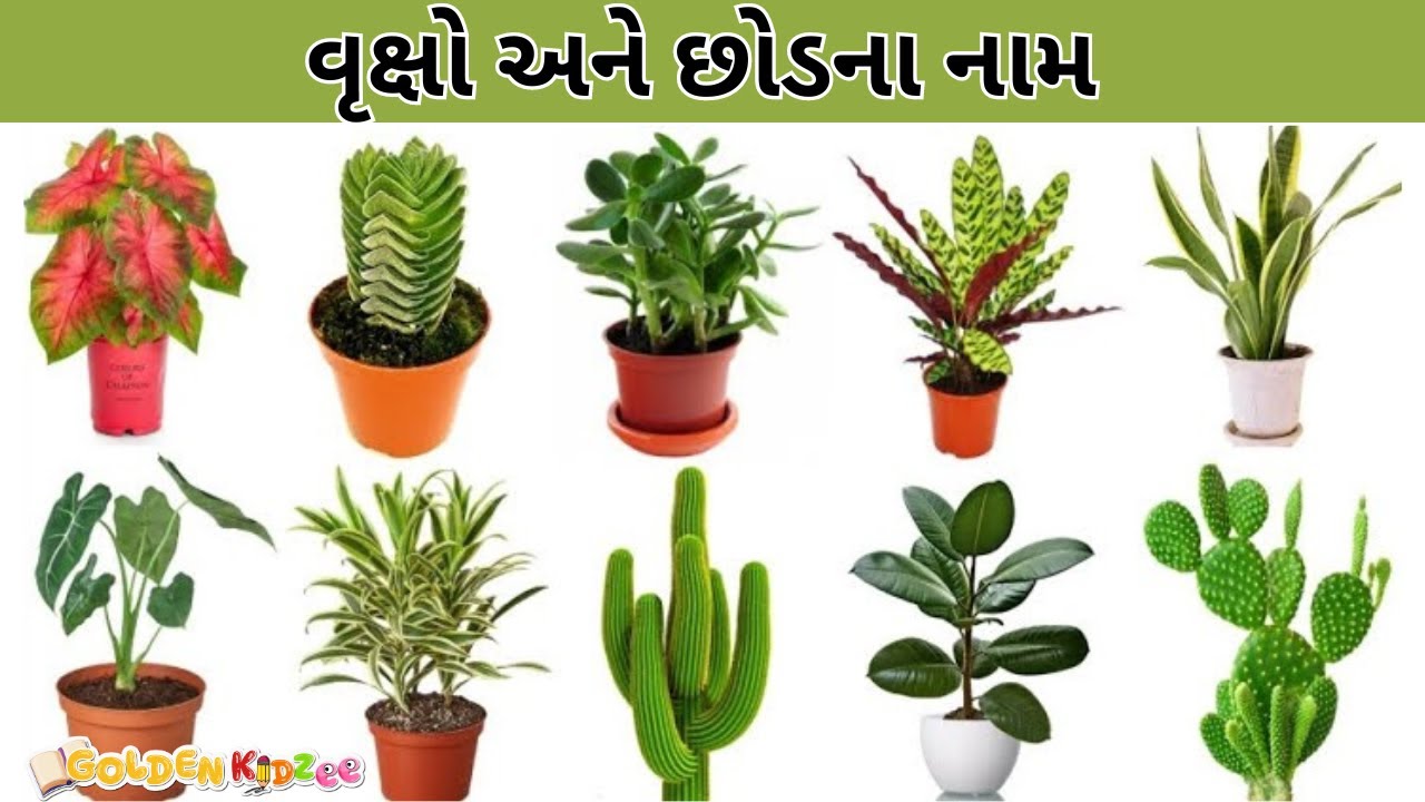 Plants Name In Gujarati plants-name-in-gujarati