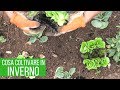 Cosa piantare nell'orto invernale?