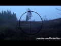 Охота на лося видео онлайн 2012-2013 Moose hunting Russia.