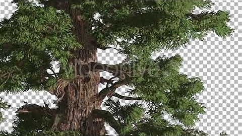 Western Juniper Thick Bark Old Tree Coniferous | Motion Graphics - Envato elements