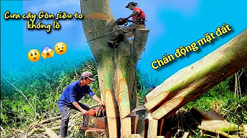 De aarde beeft! Een heel stuk van de katoenboom valt op de grond en spat alle kanten op. Broeder ...