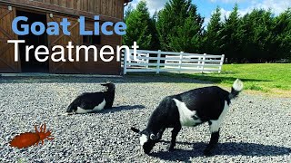 Treating our GOATS for Lice - Cylence Lice Treatment