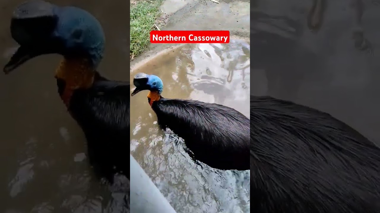 Northern cassowary