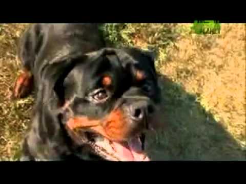 rottweiler 101