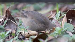 Siberian rubythroat (Calliope calliope) immature  Tai Lam HK #nature #birds