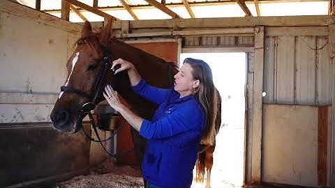 Proper Bridle Throat Latch fit: An Excerpt from Clare