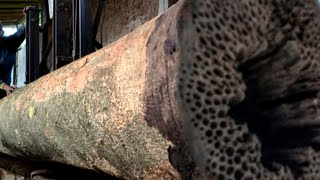 Mata gergaji mengenai kayu pusaka di tempat penggergajian kayu