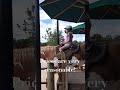 You Can Ride Horses At Disney World Disneyonabudget Waltdisneyworld Disneytipsandtricks 
