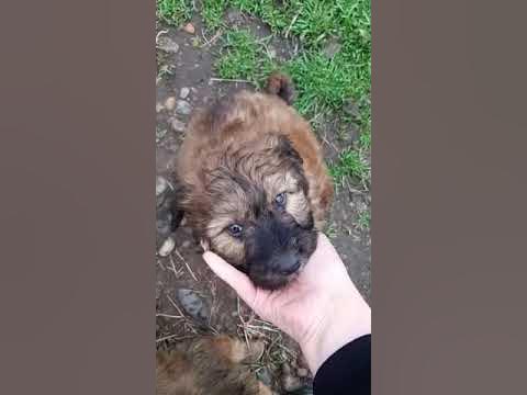 в добрые руки (похож на лабрадудля) - YouTube