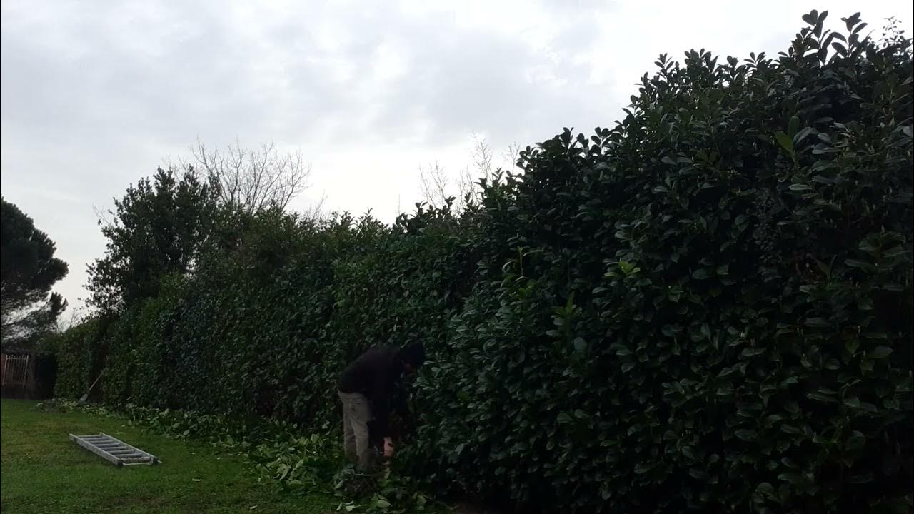 taille de haie de laurier YouTube