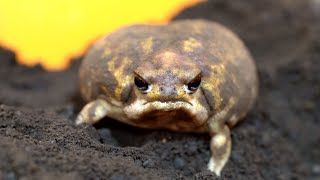 Rain frog has mysterious powers by Frog Pamper Moony Plus 3,326 views 8 days ago 4 minutes, 41 seconds