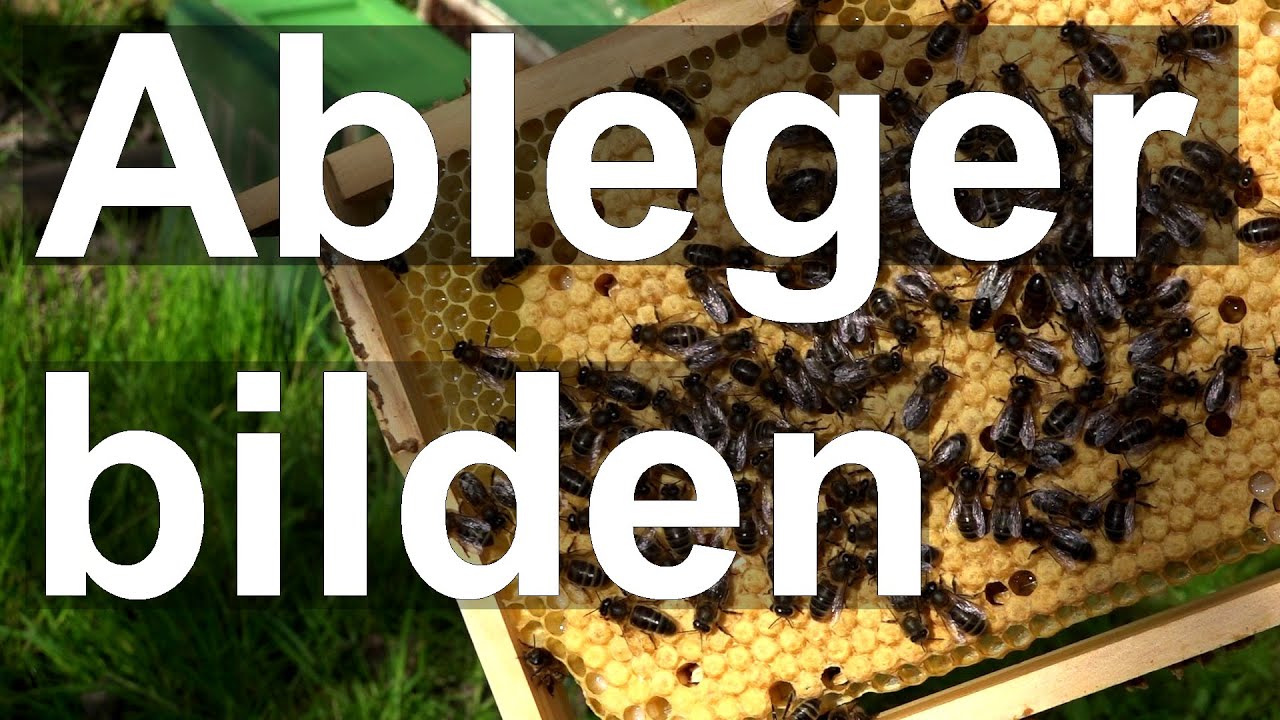 Königinnen-Ableger bilden, aber wie? Ableger Dunkle Biene im Mini Plus