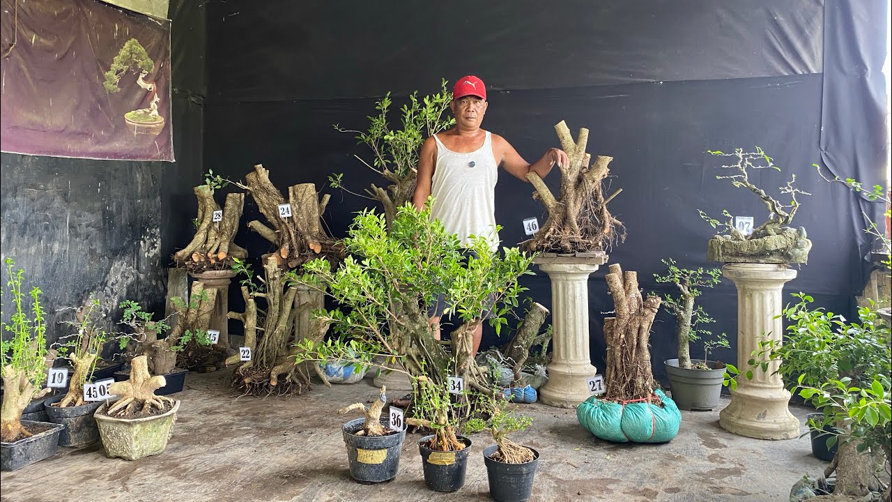 REVIUW BONGGOL KIMENG JUMBO” NOTA ADEM😱😱😱 MINAT WA 085150612663