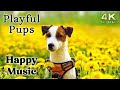 Cute 4K Dogs and Puppies TV Background, Happy Upbeat Ambient Instrumental Music