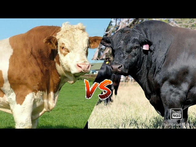 Porno yulduzlar tik turgan holda siyadilar Amalia porno filmlar