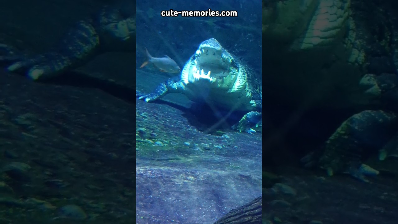 Giant crocodiles 🐊 of Underwater Zoo - Dubai 🇦🇪 #crocodiles #underwaterzoo #dubaimall