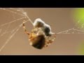 Spin vangt wesp spider catches a wasp