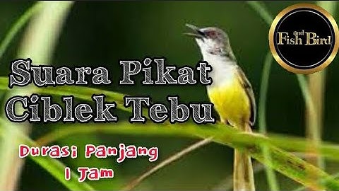 pikat ciblek tebu | ciblek ilalang | ciblek rawa | @fishandbird4910