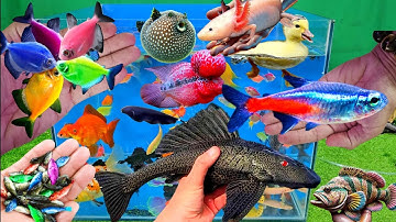 Video tổng hợp cá cảnh đẹp, vịt, vịt con, cá koi, cá trê, cá da trơn, cá thần tiên
