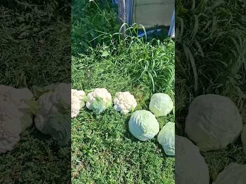 Урожай цветной и ранней капусты #капуста #цветнаякапуста #урожай