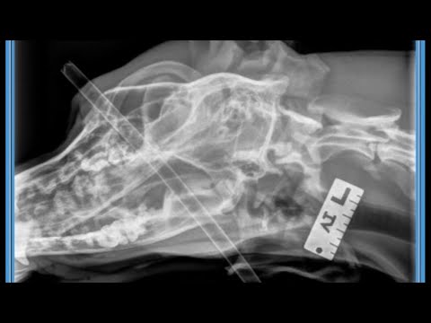 Video: Câine împușcat cu o săgeată de către 