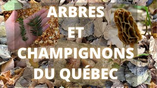 Identifier les arbres pour mieux identifier les champignons du Québec