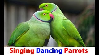 Dancing Parrots