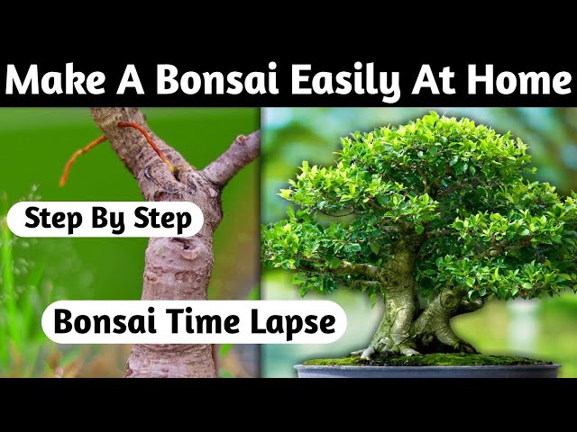 Make A Bonsai Easily At Home 🏡 class=