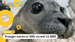 Het gaat goed met zeehonden in Nederland