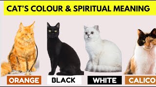 SPIRITUAL MEANING OF EACH CAT COLOUR #catviralvideos #catviral #shortfeed