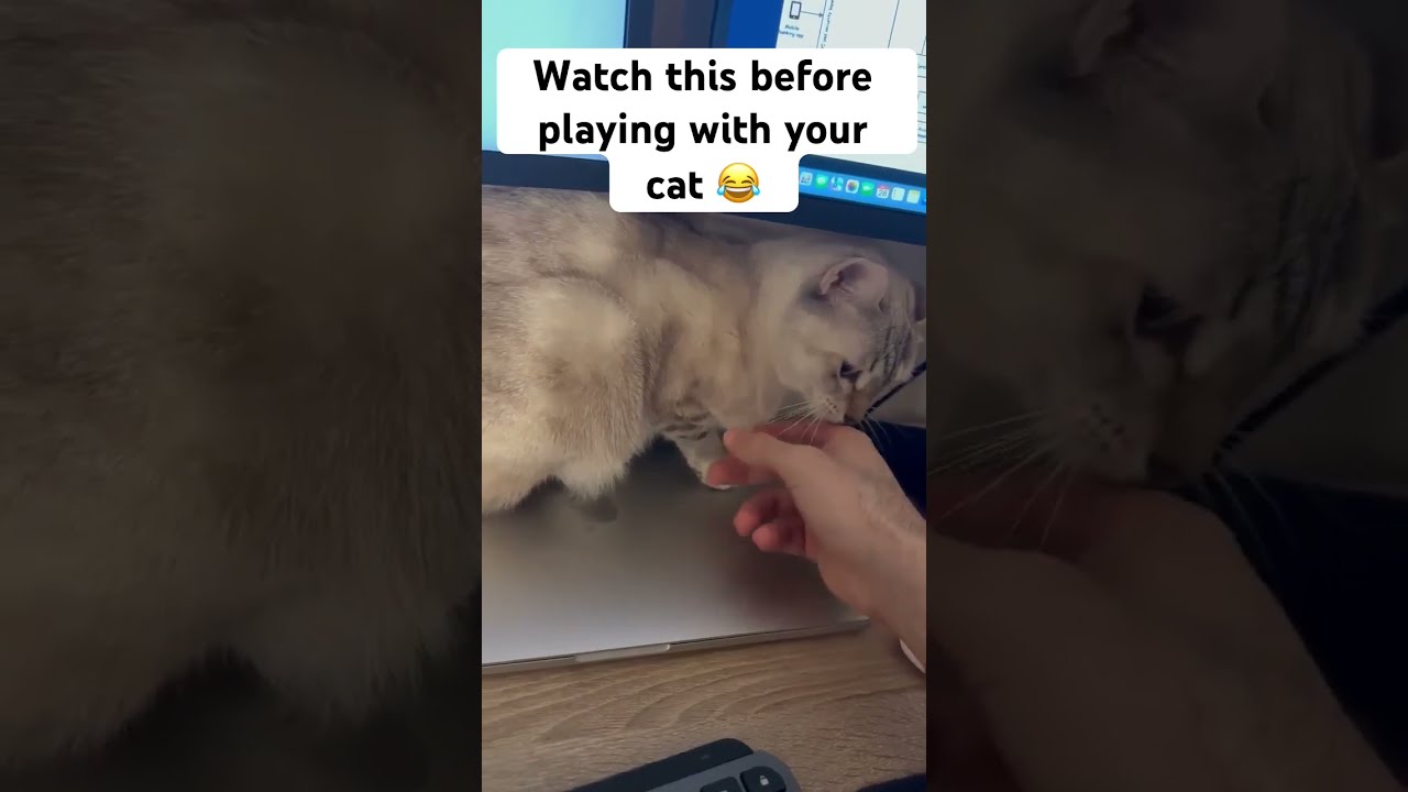 The Most Playful Cat Ever