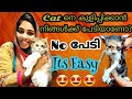 🐱പൂച്ചയെ ഒന്ന് കുളിപ്പിക്കാം..അറിയേണ്ടതെല്ലാം🐱/Persian cat bathing/Persian cat malayalam/Cat bath