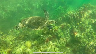 Honu encounter at Ulua beach, Maui