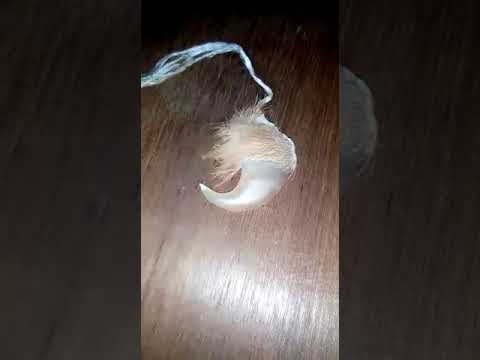 Real Tiger Nail Asli Bagh Nakh You - Tiger Nail Pendant Benefits In Hindi Real Tiger Nail Asli Bagh Nakh You - Tiger Nail Pendant Benefits In Hindi