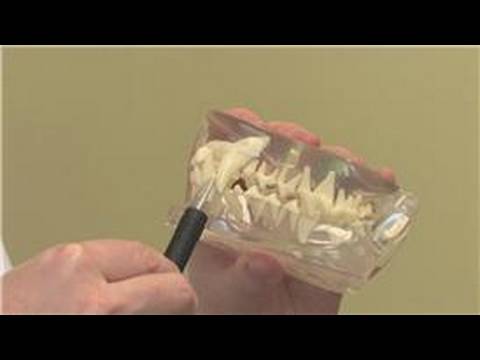Video: How To Determine The Age Of A Dog By The Teeth
