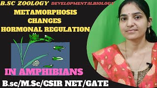 Metamorphosis in Amphibia Bsc 3rd year||Metamorphosis changes and hormonal regulation in Amphibians