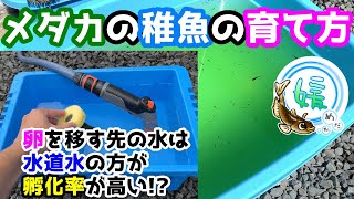 メダカの稚魚の育て方針子を早く健康に大きくする方法や水換えや餌やりについて【媛めだか】