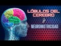 Lóbulos del cerebro y Neuromotricidad