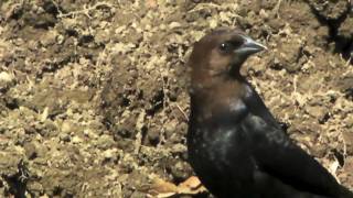 Video thumbnail of "Brown-headed Cow Bird"