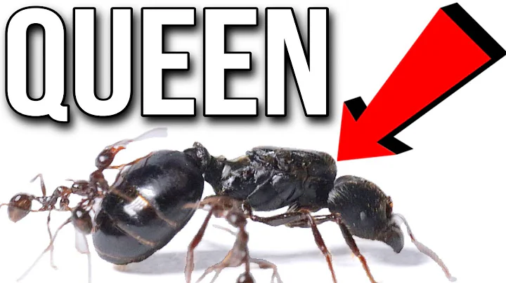 I Kidnapped A Queen Ant From Its Colony - DayDayNews