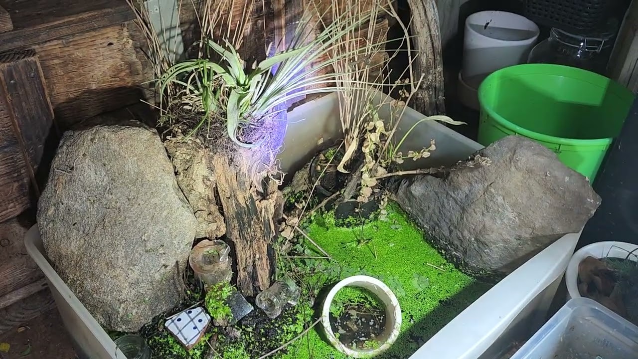 Pet squirrel 😍 ❤️ tree frog 🐸  by the fish shed by @carllaney81aquascapes subscribe 