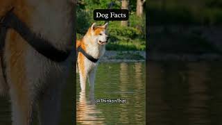 Hardest Dog Breed to Train? Bred for What?! | Dog Facts #dogs #dogfacts #dogshorts #animalshorts